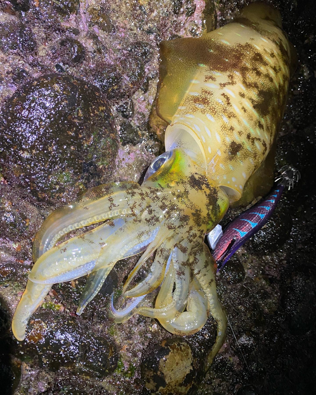 清水商店 Fishing Corner