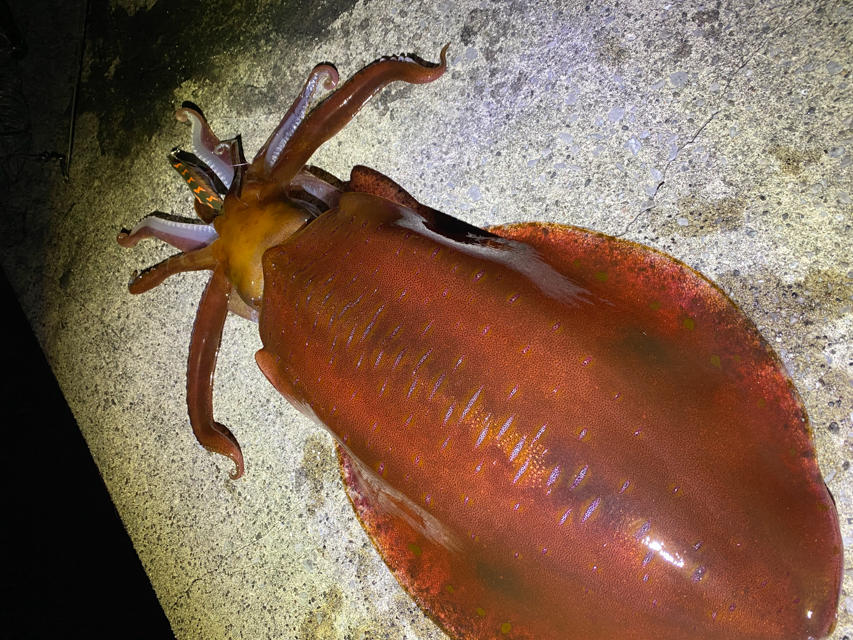 清水商店 Fishing Corner